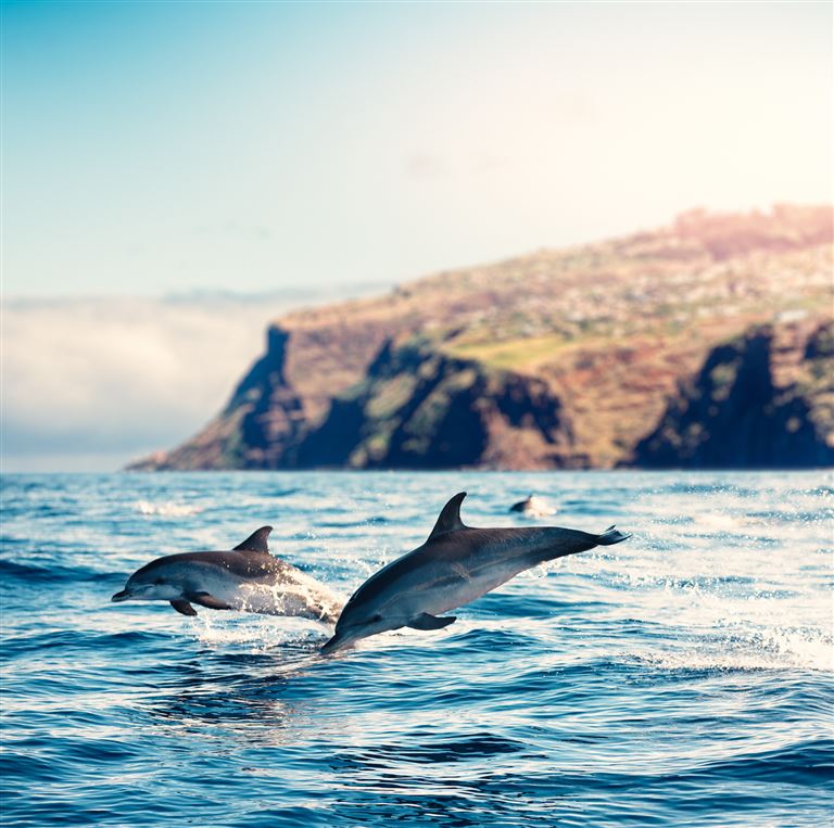 Die besten Seiten von Madeira ©borchee/istock
